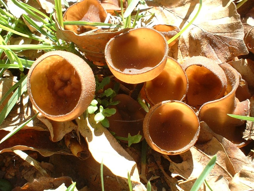 funghi per puffi